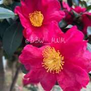 ヒメ日記 2026/01/28 22:01 投稿 南 BBW（ビッグビューティフルウーマン）