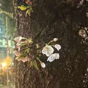 ヒメ日記 2026/04/06 01:21 投稿 南 BBW（ビッグビューティフルウーマン）