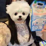 ヒメ日記 2026/03/29 20:09 投稿 美琴　せいら OLピンクコレクション