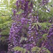 ヒメ日記 2026/04/19 20:25 投稿 保坂　あさみ かりそめ