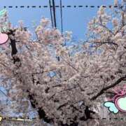 ヒメ日記 2026/03/30 18:23 投稿 雫【しずく】 丸妻 西船橋店