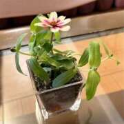 ヒメ日記 2026/04/30 04:56 投稿 若草みどり 五十路マダム愛されたい熟女たち岡山店（カサブランカグループ）