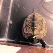 ヒメ日記 2026/03/16 12:51 投稿 静香（しずか） 松戸デリヘル　熟女ヘブン