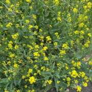 ヒメ日記 2026/04/25 09:41 投稿 静香（しずか） 松戸デリヘル　熟女ヘブン