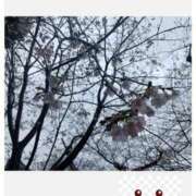 ヒメ日記 2026/03/26 16:16 投稿 品川 熟女の風俗最終章 新横浜店