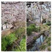 ヒメ日記 2026/04/01 16:26 投稿 品川 熟女の風俗最終章 新横浜店