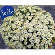 ヒメ日記 2026/04/09 13:56 投稿 品川 熟女の風俗最終章 新横浜店