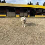 ヒメ日記 2026/04/07 10:35 投稿 ひつじ Noble