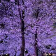 ヒメ日記 2026/04/05 00:53 投稿 ゆきな 大高・大府市・東海市ちゃんこ