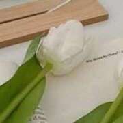 ヒメ日記 2026/04/11 06:33 投稿 ゆきな 大高・大府市・東海市ちゃんこ