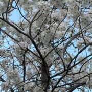 ヒメ日記 2026/03/29 16:03 投稿 れもん 見学娘