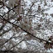 ヒメ日記 2026/04/04 19:18 投稿 ほたる 池袋人妻城