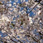 ヒメ日記 2026/04/02 15:40 投稿 かのあ the SPA KADOEBI