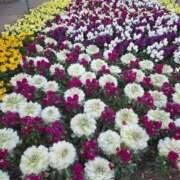 ヒメ日記 2026/03/08 17:53 投稿 湊 人妻風俗チャンネル