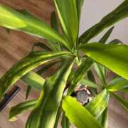 ヒメ日記 2026/03/23 09:08 投稿 湊 人妻風俗チャンネル