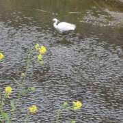 ヒメ日記 2026/04/02 20:58 投稿 湊 人妻風俗チャンネル