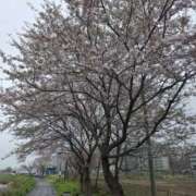 ヒメ日記 2026/04/06 09:18 投稿 湊 人妻風俗チャンネル