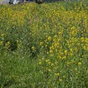 湊 これから 人妻風俗チャンネル