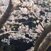 ヒメ日記 2026/03/29 14:43 投稿 蓮実 丸妻 西船橋店