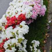 ヒメ日記 2026/04/27 17:59 投稿 蓮実 丸妻 西船橋店