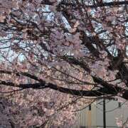 ヒメ日記 2026/03/23 12:49 投稿 吉野 池田マッサージ