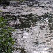 ヒメ日記 2026/04/05 19:56 投稿 吉野 池田マッサージ