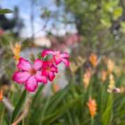 ヒメ日記 2026/03/25 18:47 投稿 るあ Sナース女学園