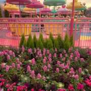 ヒメ日記 2026/03/04 01:15 投稿 あんず 恋色 (コイイロ)