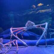 ヒメ日記 2026/03/05 06:30 投稿 内山 麦 人妻セレブ宮殿