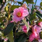 ヒメ日記 2026/04/10 15:02 投稿 内山 麦 人妻セレブ宮殿