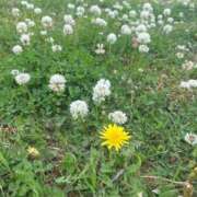 ヒメ日記 2026/04/15 10:15 投稿 内山 麦 人妻セレブ宮殿