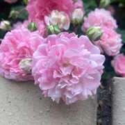 ヒメ日記 2026/03/20 10:05 投稿 川村みさ 大人のエッチなエステ