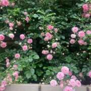 ヒメ日記 2026/04/14 08:35 投稿 川村みさ 大人のエッチなエステ