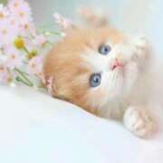 ヒメ日記 2026/04/15 08:45 投稿 川村みさ 大人のエッチなエステ