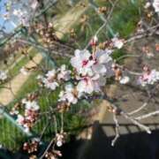 ヒメ日記 2026/04/03 17:51 投稿 レン ドMなバニーちゃん大宮店