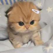 ヒメ日記 2026/03/11 03:28 投稿 ろあ パイレーツ