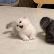 ヒメ日記 2026/03/27 01:48 投稿 ろあ パイレーツ