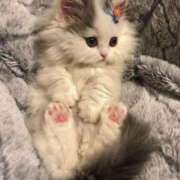 ヒメ日記 2026/04/02 01:48 投稿 ろあ パイレーツ