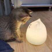 ヒメ日記 2026/04/21 23:58 投稿 ろあ パイレーツ