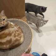 ヒメ日記 2026/03/19 13:04 投稿 早乙女うみ アラフォーna奥様 アラフィフna奥様（埼玉ハレ系）