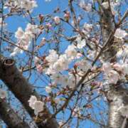 ヒメ日記 2026/03/23 14:38 投稿 早乙女うみ アラフォーna奥様 アラフィフna奥様（埼玉ハレ系）