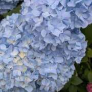 ヒメ日記 2026/05/26 16:53 投稿 早乙女うみ アラフォーna奥様 アラフィフna奥様（埼玉ハレ系）