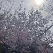 ヒメ日記 2026/04/13 15:57 投稿 このは 錦糸町人妻セレブリティ（ユメオト）