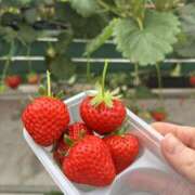 ヒメ日記 2026/03/05 17:56 投稿 むぎ れもんガールズ