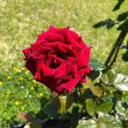 ヒメ日記 2026/04/08 12:00 投稿 さつき⭐︎ ご奉仕に悩殺必至 石庭