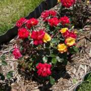 ヒメ日記 2026/04/08 13:30 投稿 さつき⭐︎ ご奉仕に悩殺必至 石庭