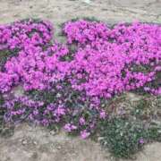 ヒメ日記 2026/03/23 07:16 投稿 愛内優乃 熟女パラダイス池袋店(カサブランカグループ)