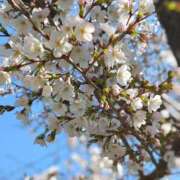 ヒメ日記 2026/03/24 15:18 投稿 愛内優乃 熟女パラダイス池袋店(カサブランカグループ)