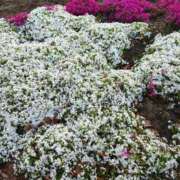 ヒメ日記 2026/04/18 10:34 投稿 愛内優乃 熟女パラダイス池袋店(カサブランカグループ)