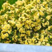 ヒメ日記 2026/04/27 10:06 投稿 愛内優乃 熟女パラダイス池袋店(カサブランカグループ)